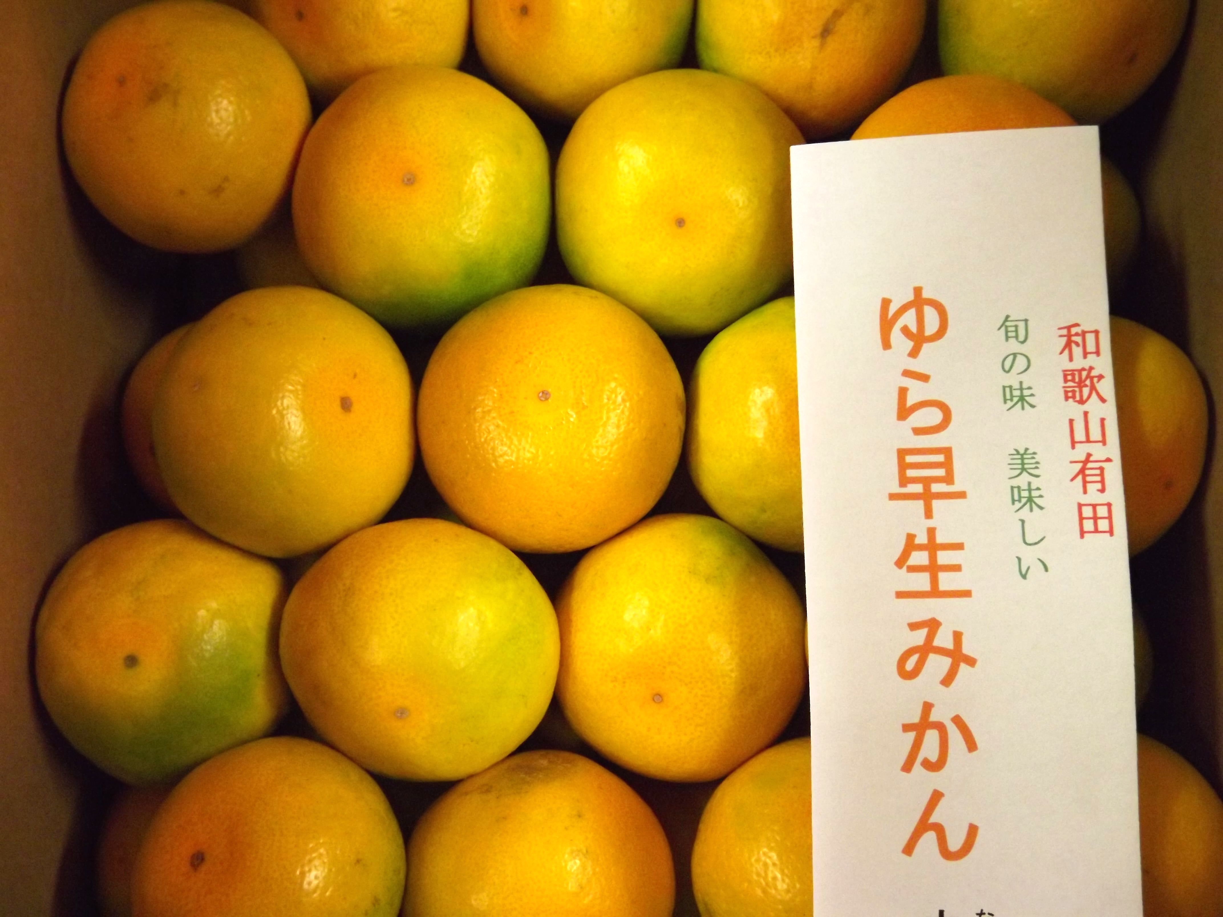 2017年度 「極早生みかん」出荷開始