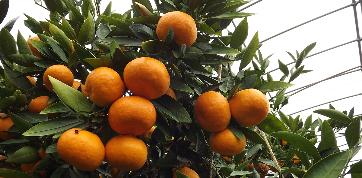 柑橘類の紹介